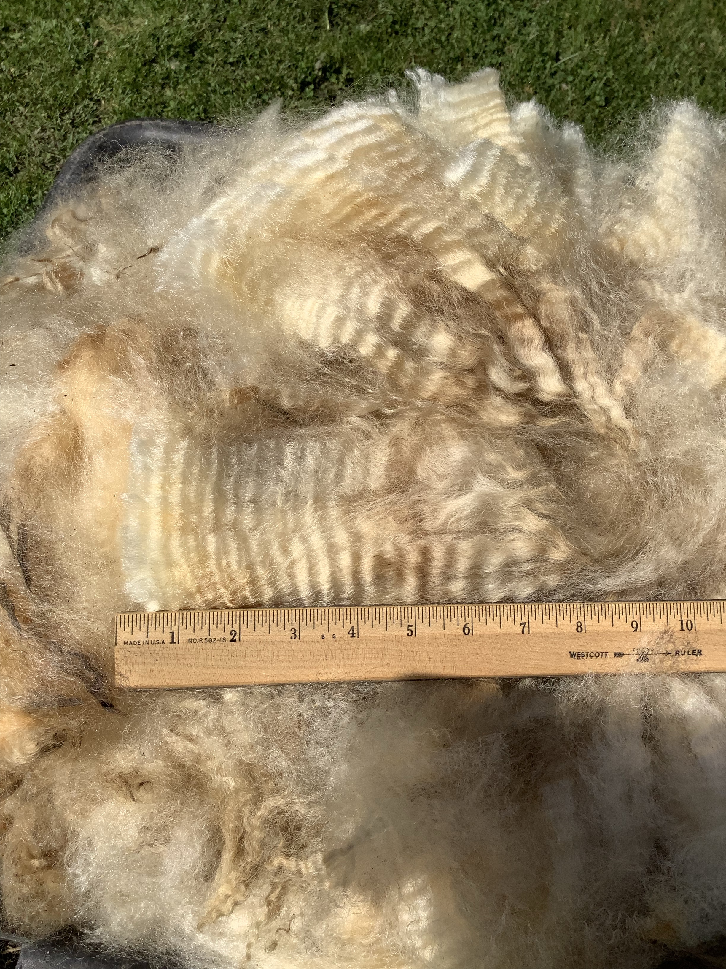 Sheep Rag Romney sheep – Birch &Arrow farm